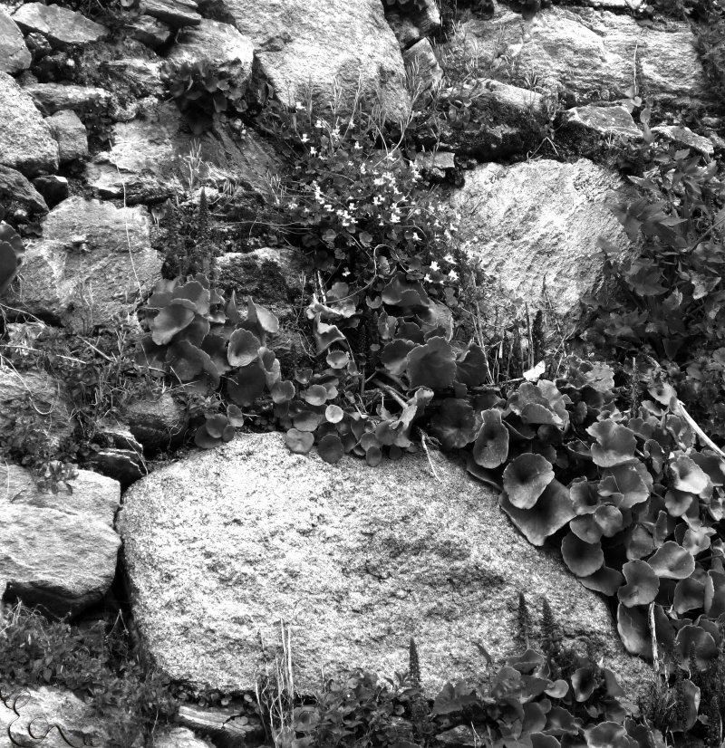 Mur en fleur