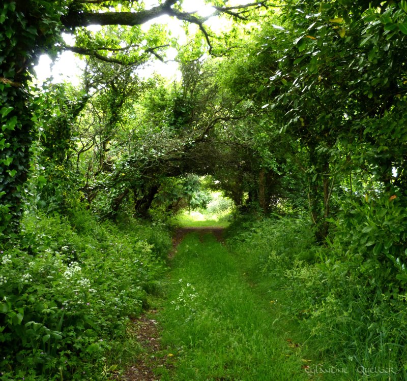 Chemin surprise