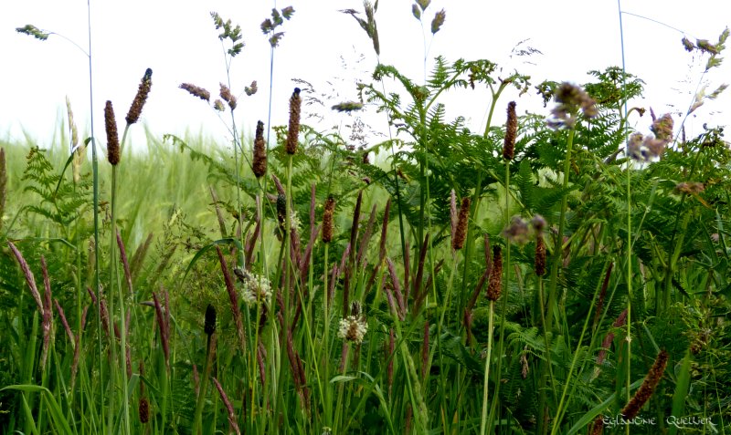 Festival des herbes 