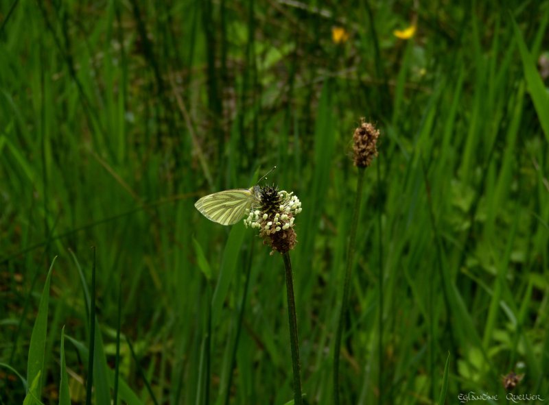 Papillon amoureux d'une fleur