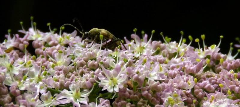 Logis fleuri