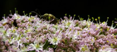 Logis fleuri